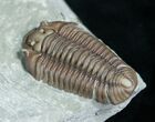 Very D, Prone Flexicalymene Trilobite - #5524-2